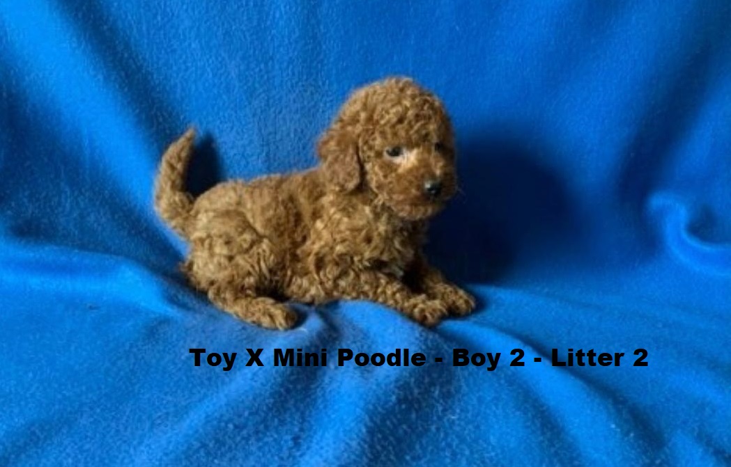 Toy/Mini Poodle Puppy – Boy 2 (Litter 2). I will be arriving into store & available to go home on 29 October at Puppy Palace Pet Shop, Loganholme. 07 3808 2880