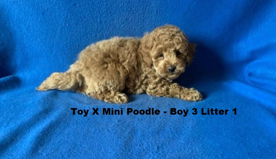 Toy/Mini Poodle Puppy – Boy 3 (Litter 1). I will be arriving into store & available to go home on 29 October at Puppy Palace Pet Shop, Loganholme. 07 3808 2880