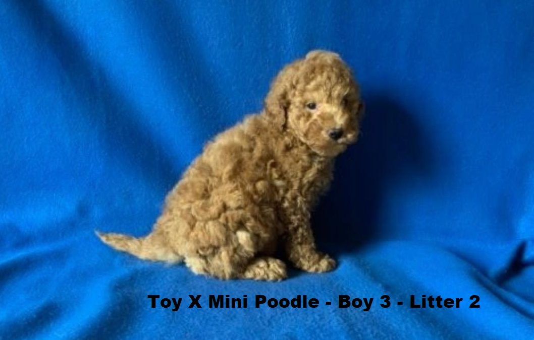 Toy/Mini Poodle Puppy – Boy 3 (Litter 2). I will be arriving into store & available to go home on 29 October at Puppy Palace Pet Shop, Loganholme. 07 3808 2880