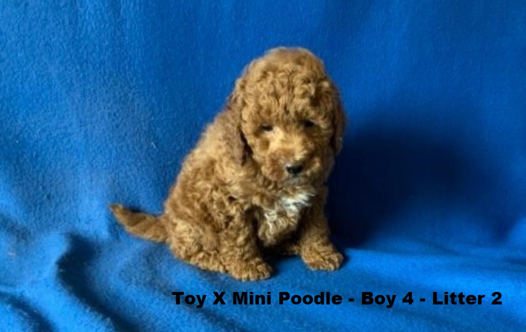 Toy/Mini Poodle Puppy – Boy 4 (Litter 2). I will be arriving into store & available to go home on 29 October at Puppy Palace Pet Shop, Loganholme. 07 3808 2880
