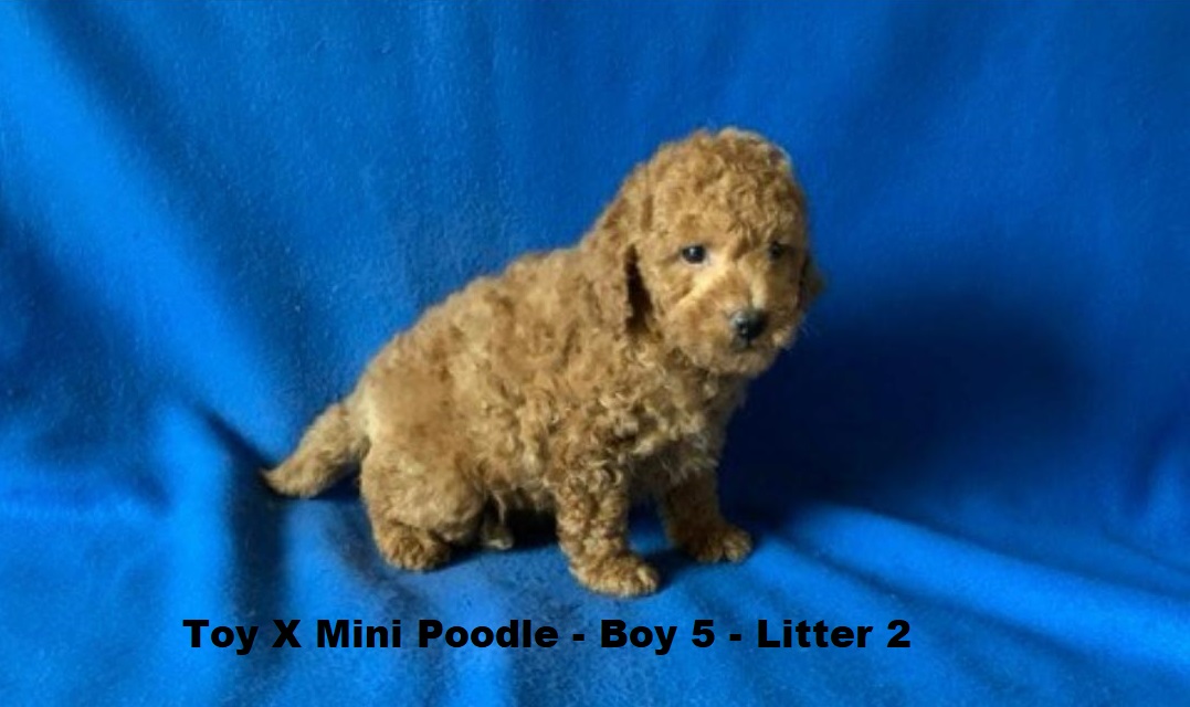 Toy/Mini Poodle Puppy – Boy 5 (Litter 2). I will be arriving into store & available to go home on 29 October at Puppy Palace Pet Shop, Loganholme. 07 3808 2880