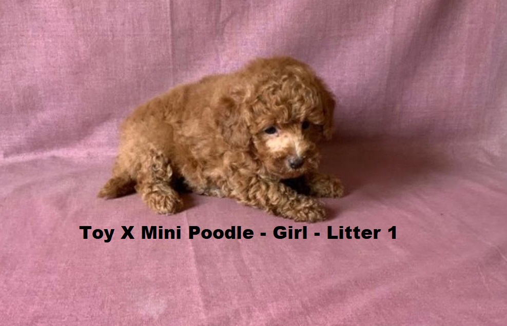 Toy/Mini Poodle Puppy – Girl (Litter 1). I will be arriving into store & available to go home on 29 October at Puppy Palace Pet Shop, Loganholme. 07 3808 2880