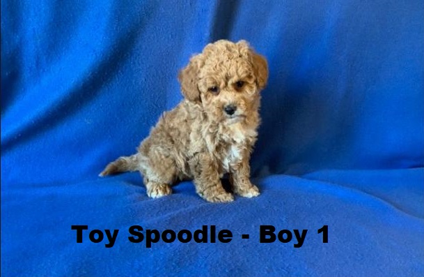 Spoodle X Toy Poodle/ Cockapoo – Boy. I will be arriving into store & available to go home on 15 October at Puppy Palace Pet Shop, Loganholme. 07 3808 2880
