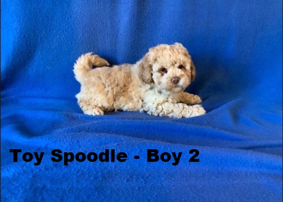 Spoodle X Toy Poodle/ Cockapoo – Boy. I will be arriving into store & available to go home on 15 October at Puppy Palace Pet Shop, Loganholme. 07 3808 2880