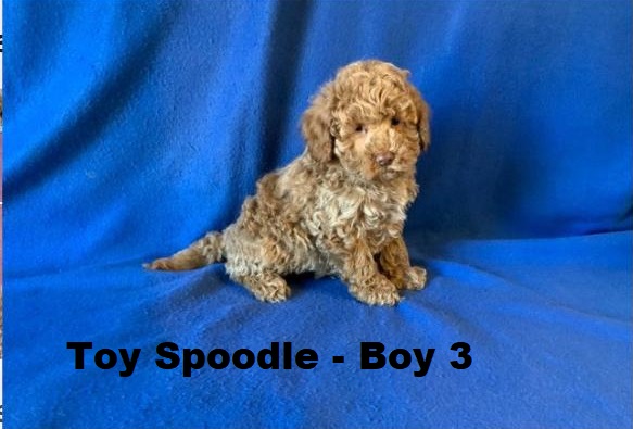 Spoodle X Toy Poodle/ Cockapoo – Boy. I will be arriving into store & available to go home on 15 October at Puppy Palace Pet Shop, Loganholme. 07 3808 2880