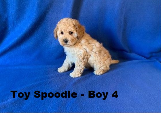 Spoodle X Toy Poodle/ Cockapoo – Boy. I will be arriving into store & available to go home on 15 October at Puppy Palace Pet Shop, Loganholme. 07 3808 2880