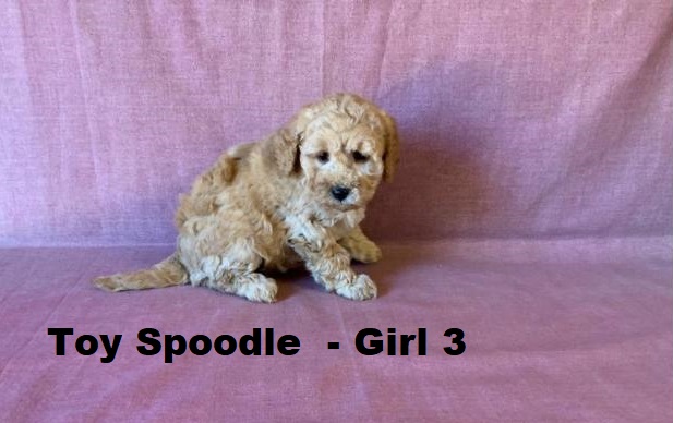 Spoodle X Toy Poodle/ Cockapoo – Girl. I will be arriving into store & available to go home on 15 October at Puppy Palace Pet Shop, Loganholme. 07 3808 2880