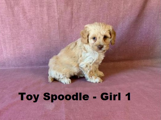 Spoodle X Toy Poodle/ Cockapoo – Girl. I will be arriving into store & available to go home on 15 October at Puppy Palace Pet Shop, Loganholme. 07 3808 2880