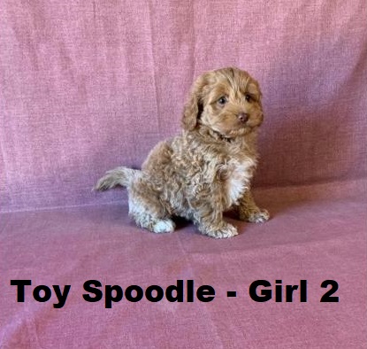 Spoodle X Toy Poodle/ Cockapoo – Girl. I will be arriving into store & available to go home on 15 October at Puppy Palace Pet Shop, Loganholme. 07 3808 2880