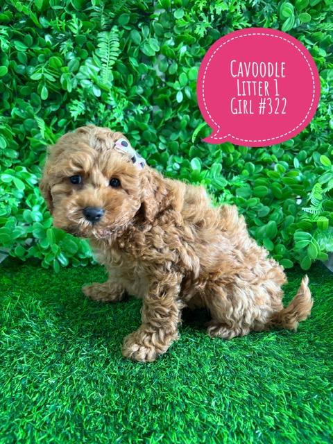 Cavoodle X Toy Poodle Puppy (Cavoodle/Cavapoo) – Girl (Litter 1). I am now in store at Puppy Palace Pet Shop, Loganholme. 07 3808 2880