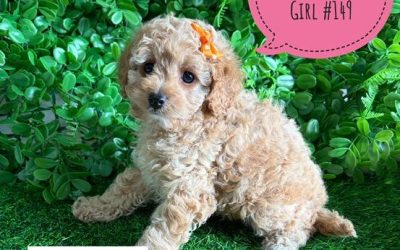 $2995 – Cavoodle X Toy Poodle Puppy (Cavoodle/Cavapoo) – Girl (Litter 2). I am now in store at Puppy Palace Pet Shop, Loganholme. 07 3808 2880