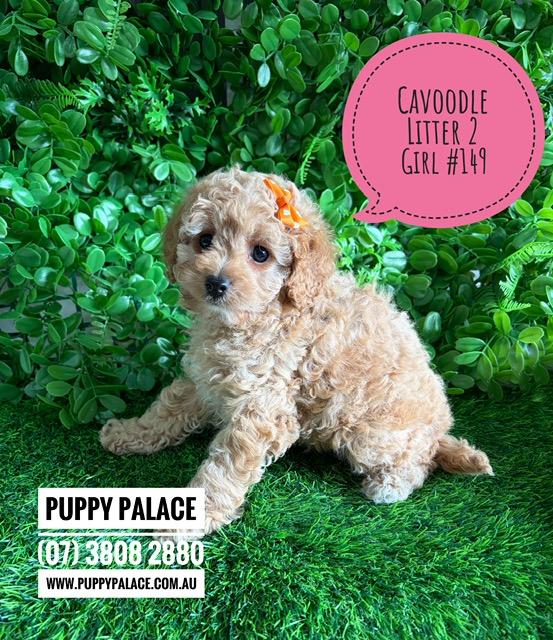 $2995 – Cavoodle X Toy Poodle Puppy (Cavoodle/Cavapoo) – Girl (Litter 2). I am now in store at Puppy Palace Pet Shop, Loganholme. 07 3808 2880